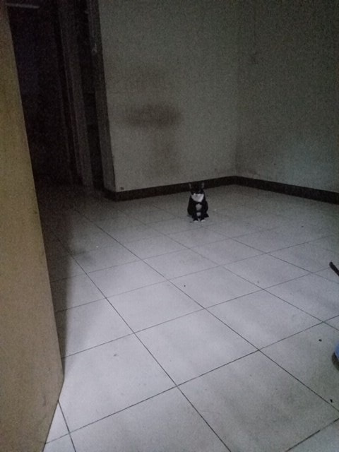 สุดสงสาร นั่งรอเจ้าของไม่รู้ถูกทิ้ง สุดสงสาร นั่งรอเจ้าของไม่รู้ถูกทิ้ง