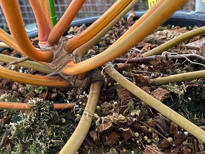 มอนสเตล่า มอนสเตล่า