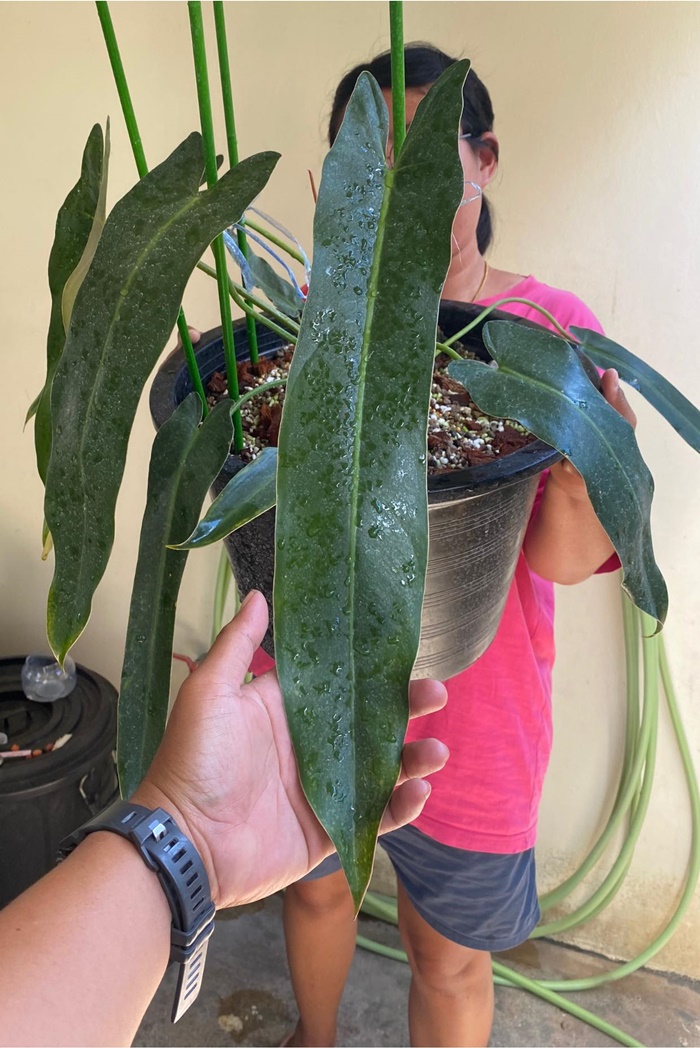 มอนสเตล่า มอนสเตล่า