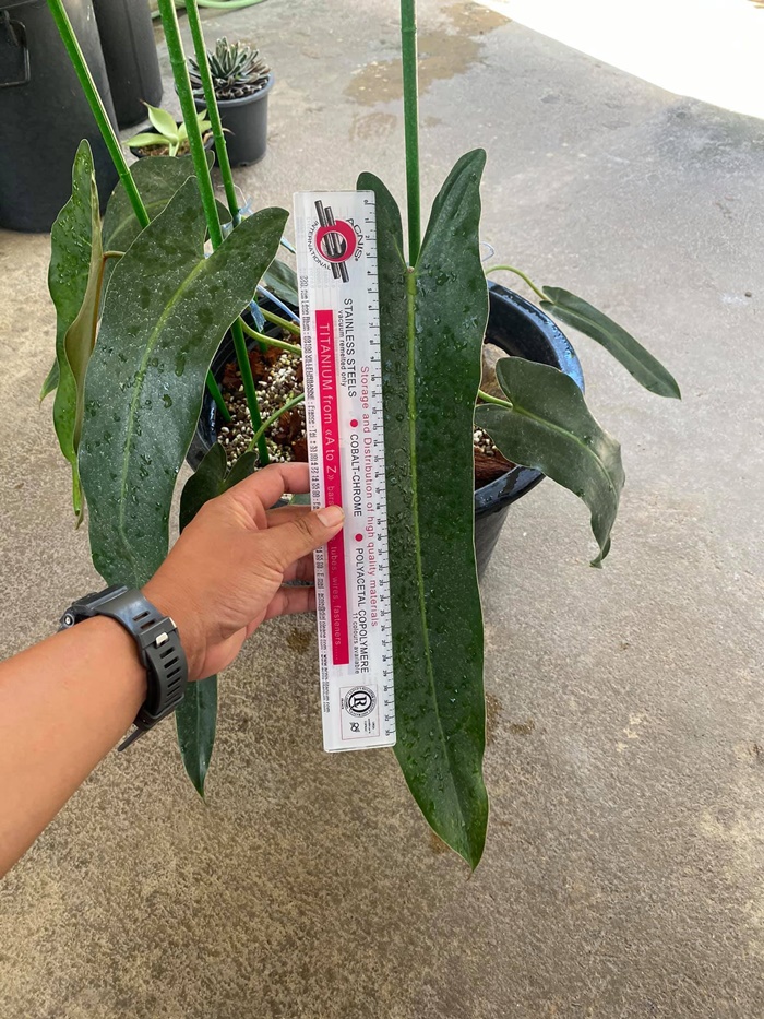 มอนสเตล่า มอนสเตล่า