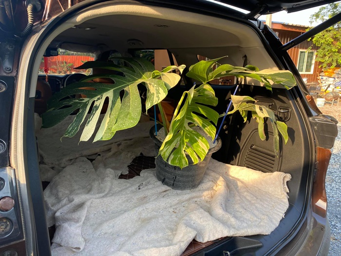 มอนสเตล่า มอนสเตล่า