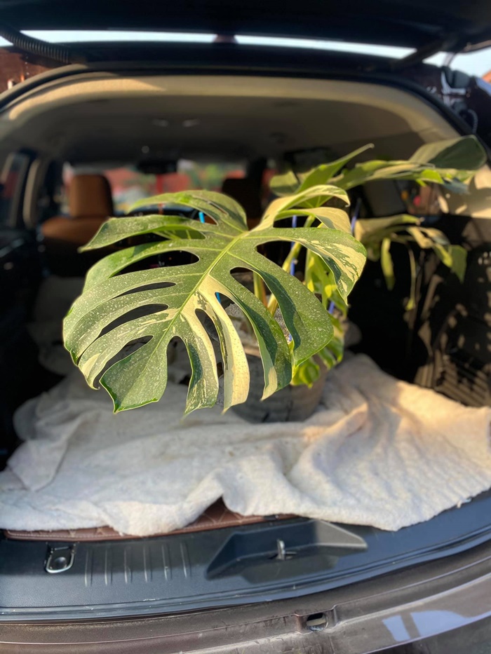 มอนสเตล่า มอนสเตล่า