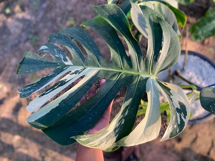 มอนสเตล่า มอนสเตล่า