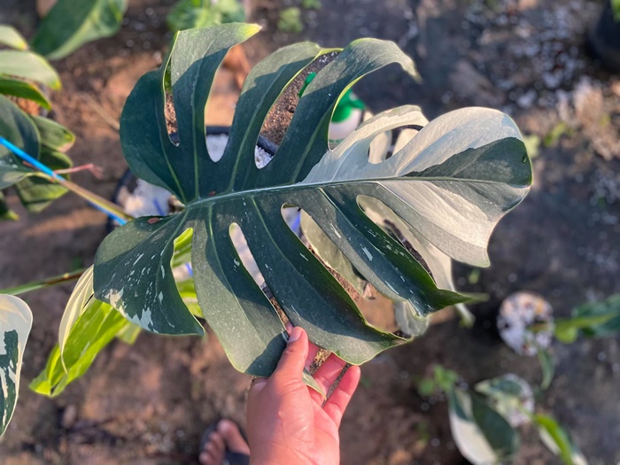 มอนสเตล่า มอนสเตล่า