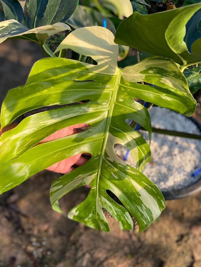 มอนสเตล่า มอนสเตล่า