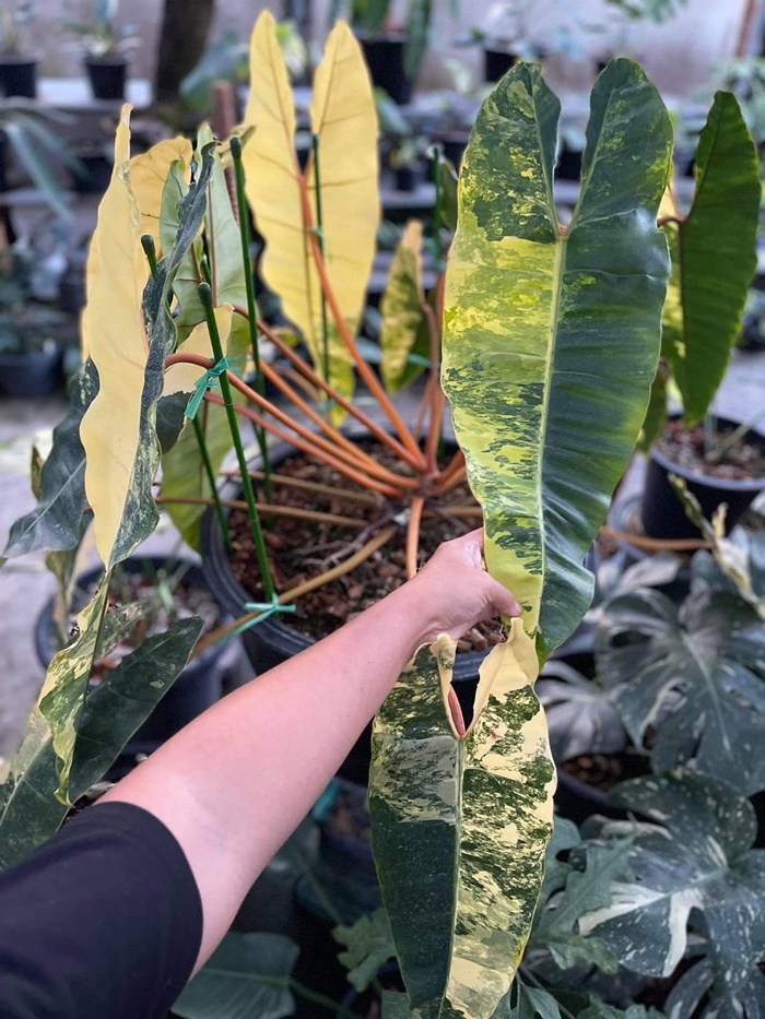 มอนสเตล่า มอนสเตล่า