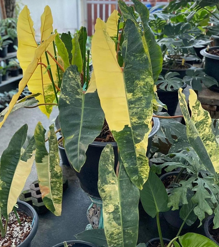 มอนสเตล่า มอนสเตล่า