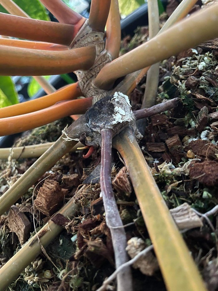 มอนสเตล่า มอนสเตล่า