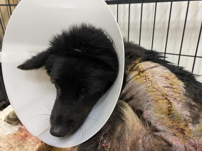 แฉเพจดังขโมยรูปหมาป่วย แฉเพจดังขโมยรูปหมาป่วย