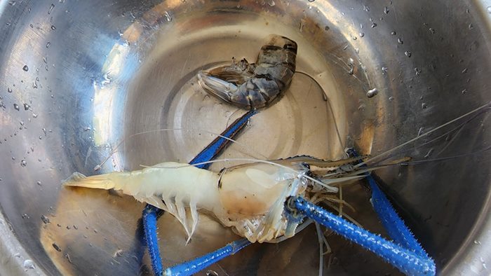 รอวันเผา รอวันเผา