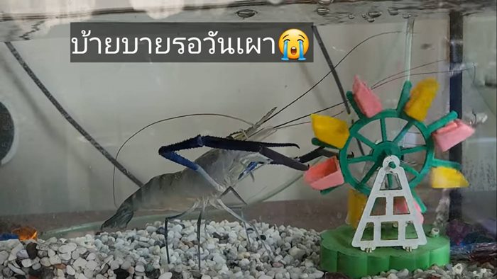 รอวันเผา รอวันเผา