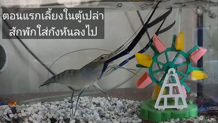 รอวันเผา รอวันเผา