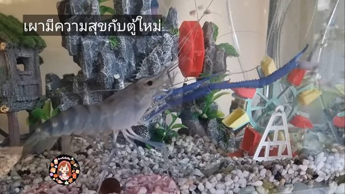 รอวันเผา รอวันเผา