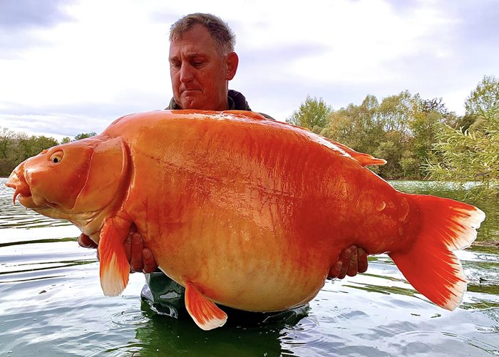 ปลาทองยักษ์ ปลาทองยักษ์