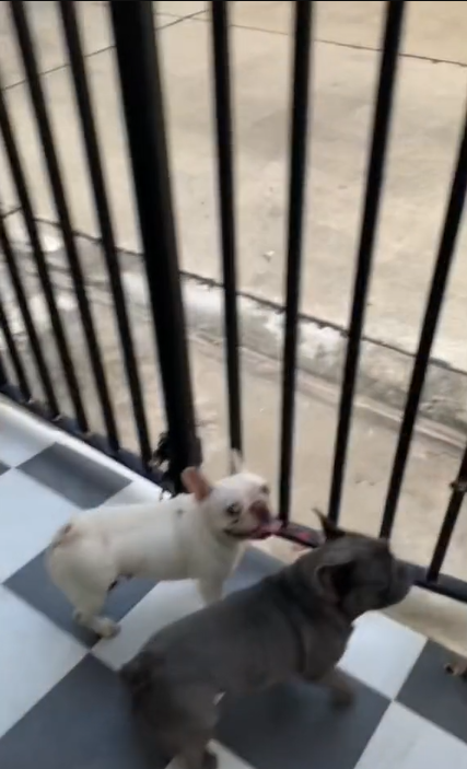 น้องไม่ดุ น้องไม่ดุ