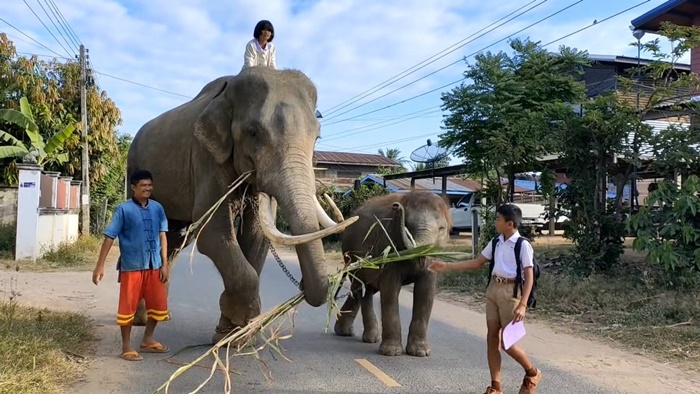 ขี่ช้างไปโรงเรียน ขี่ช้างไปโรงเรียน
