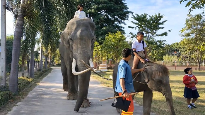 ขี่ช้างไปโรงเรียน ขี่ช้างไปโรงเรียน