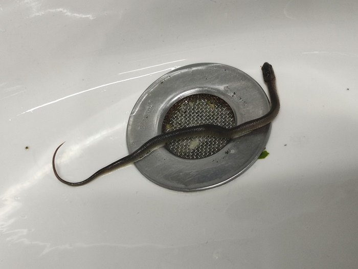 หลอนกว่าเจอหนอนอีก หลอนกว่าเจอหนอนอีก