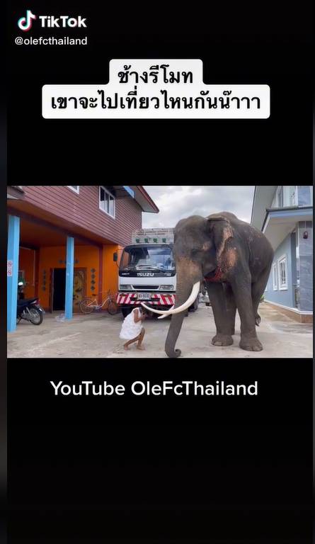 ขี่ช้างไปโรงเรียน ขี่ช้างไปโรงเรียน