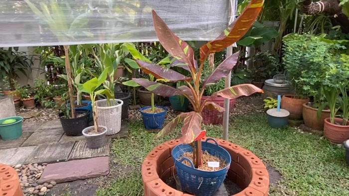 กล้วยแดงอินโด กล้วยแดงอินโด