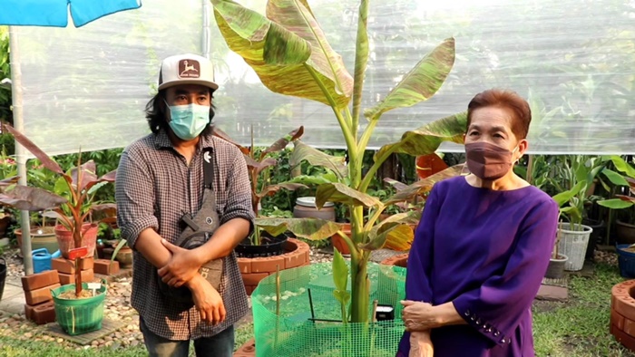 กล้วยแดงอินโด กล้วยแดงอินโด