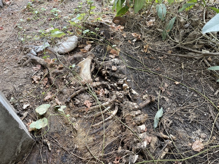 หมูตายยกฟาร์ม หมูตายยกฟาร์ม