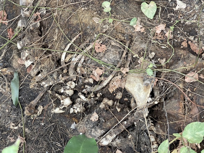 หมูตายยกฟาร์ม หมูตายยกฟาร์ม