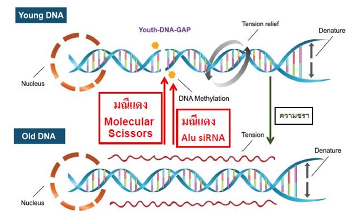 เตรียมทดสอบ มณีแดง ในคน เตรียมทดสอบ มณีแดง ในคน