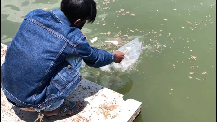 ปล่อยยังไม่หมดถุง ชะโดพุ่งมางาบ !! ปล่อยยังไม่หมดถุง ชะโดพุ่งมางาบ !!