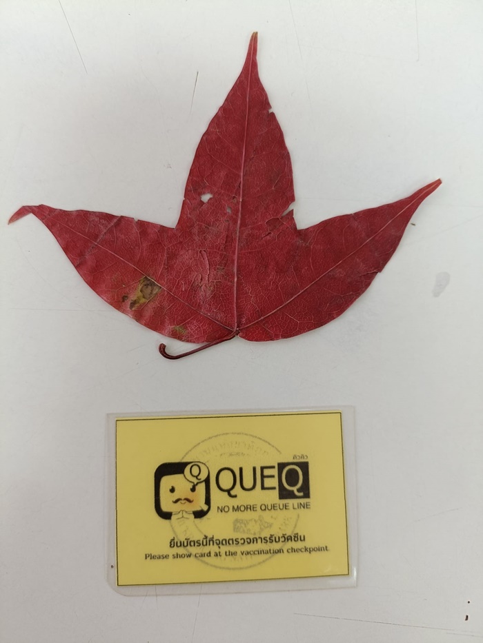 อาถรรพ์ใบเมเปิ้ล อาถรรพ์ใบเมเปิ้ล