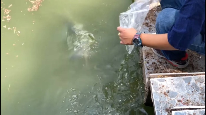 ปล่อยยังไม่หมดถุง ชะโดพุ่งมางาบ !! ปล่อยยังไม่หมดถุง ชะโดพุ่งมางาบ !!