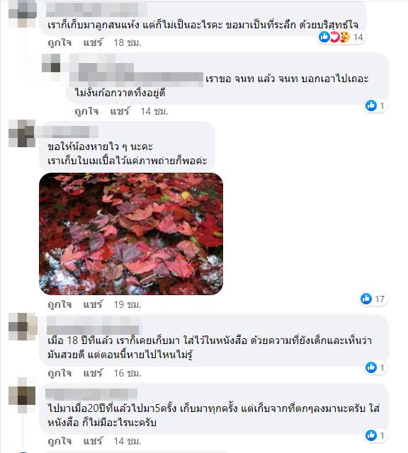 อาถรรพ์ใบเมเปิ้ล อาถรรพ์ใบเมเปิ้ล