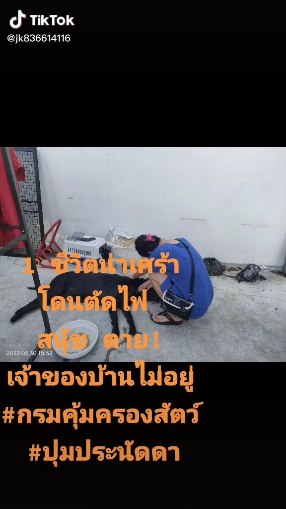 หมาตาย หมาตาย