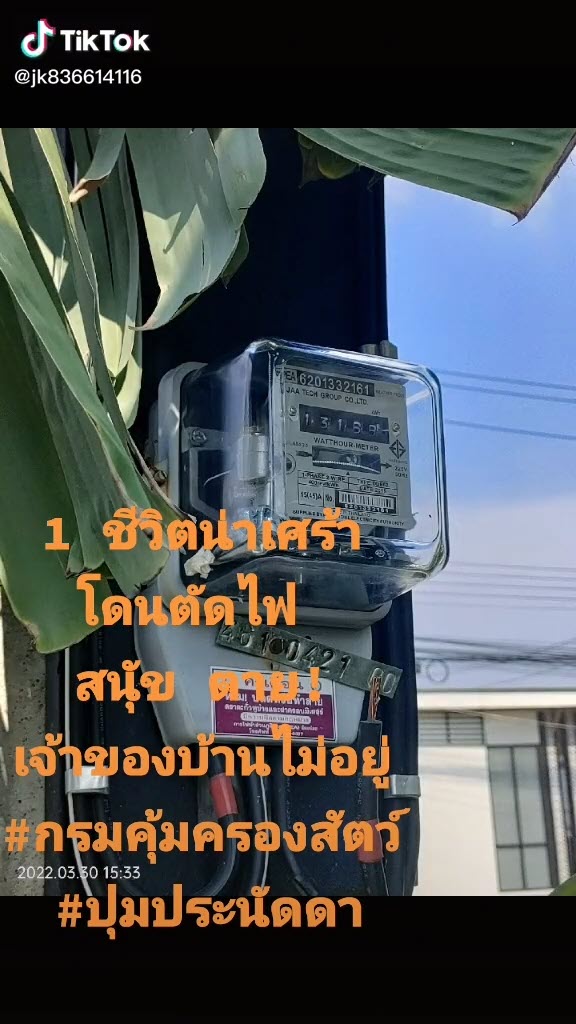 หมาตาย หมาตาย