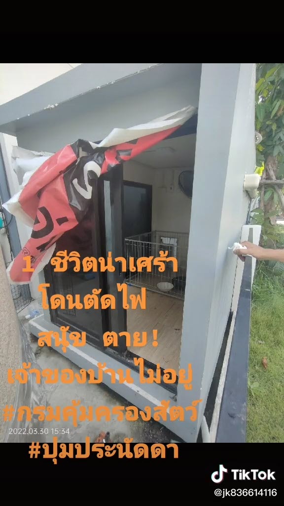 หมาตาย หมาตาย