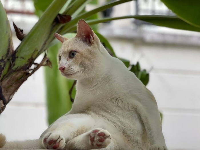 ทาสแมว ทาสแมว