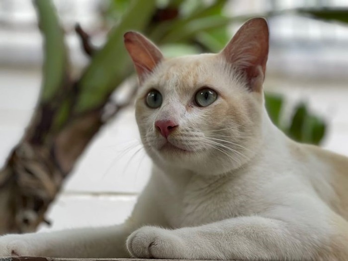 ทาสแมว ทาสแมว