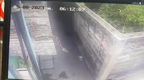 งูยักษ์ งูยักษ์