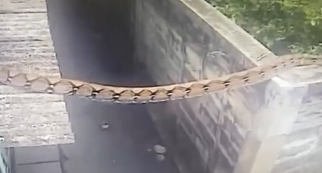 งูยักษ์ งูยักษ์