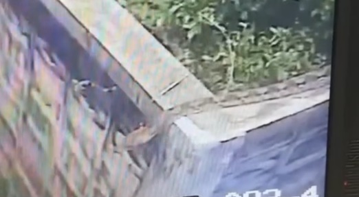 งูยักษ์ งูยักษ์