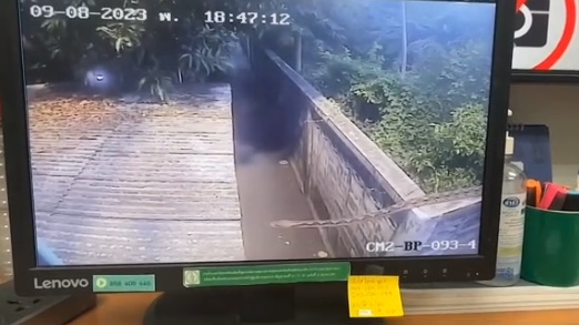 งูยักษ์ งูยักษ์