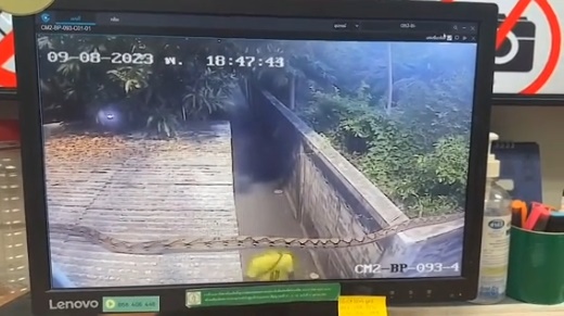 งูยักษ์ งูยักษ์