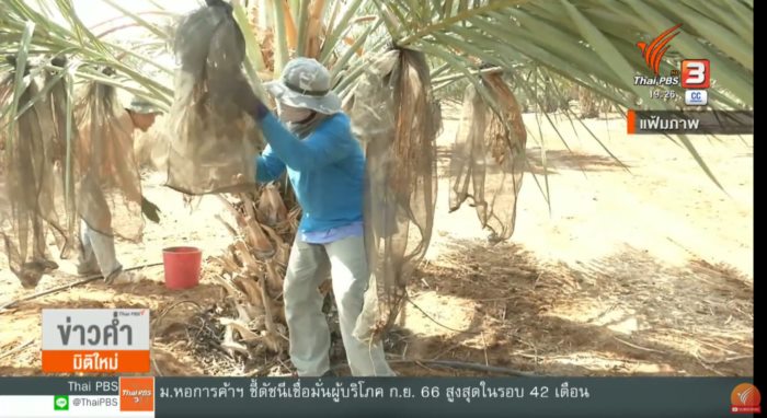 แรงงานไทยอิสราเอล แรงงานไทยอิสราเอล