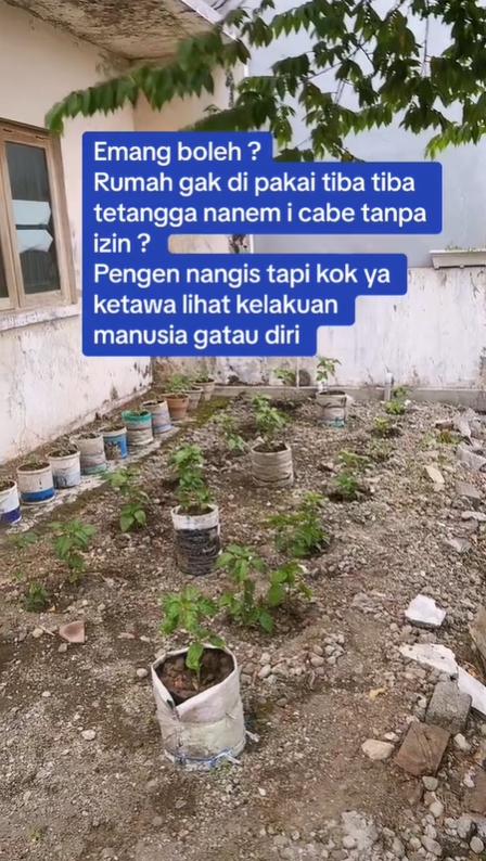 บ้านกลายเป็นสวนพริก บ้านกลายเป็นสวนพริก