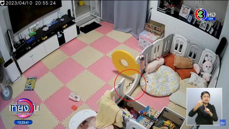 งูเข้าบ้าน งูเข้าบ้าน