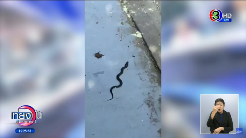 งูเข้าบ้าน งูเข้าบ้าน