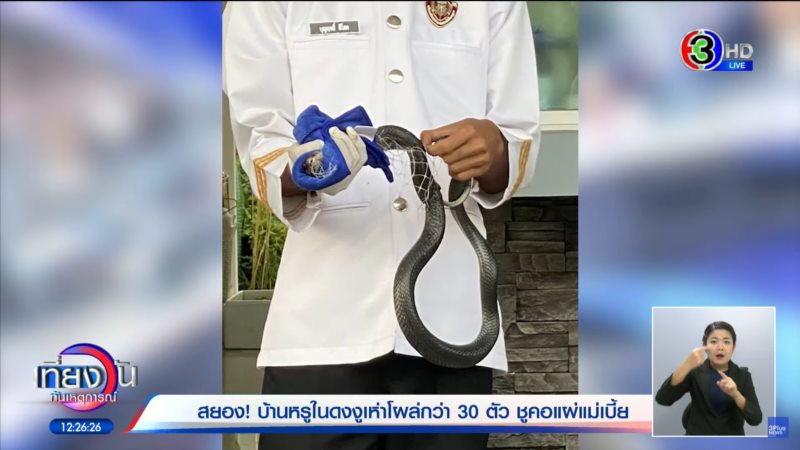 งูเข้าบ้าน งูเข้าบ้าน