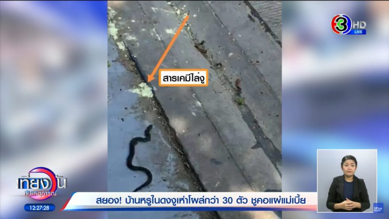 งูเข้าบ้าน งูเข้าบ้าน