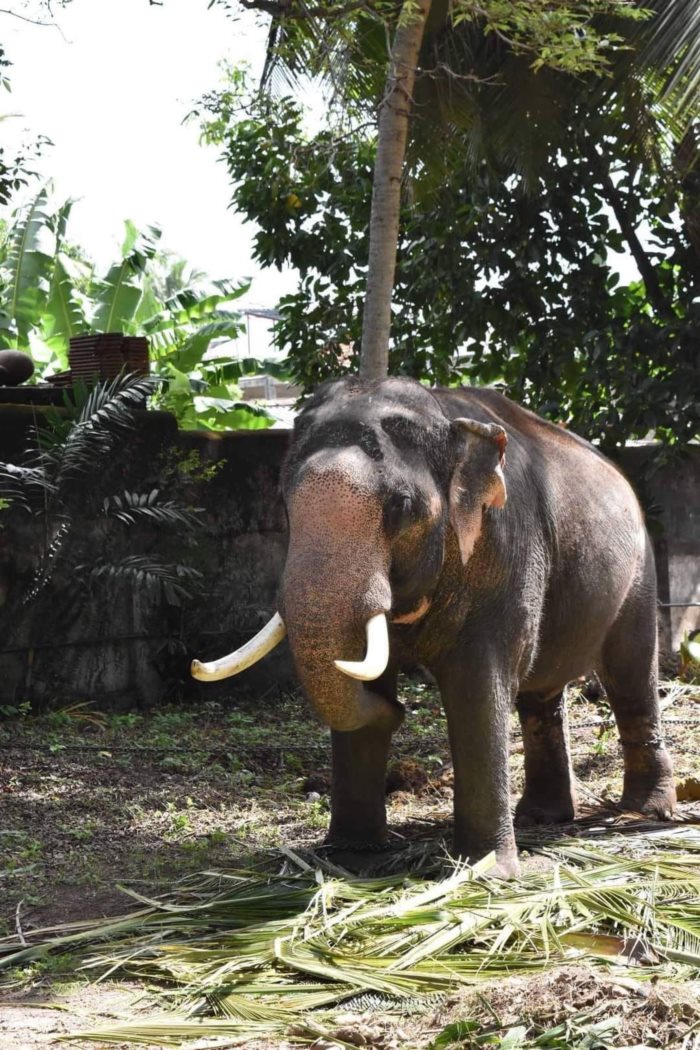 พลายศักดิ์สุรินทร์ พลายศักดิ์สุรินทร์