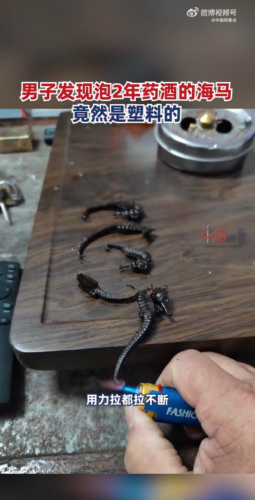 มังกรทะเลมาดองเหล้า มังกรทะเลมาดองเหล้า